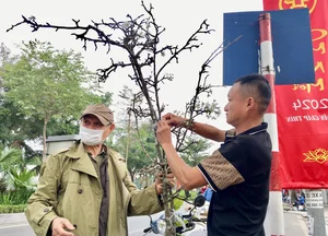 Hanoi’s Post-Tet Floral Trend: The Timeless Beauty of White Pear Blossoms - image 1