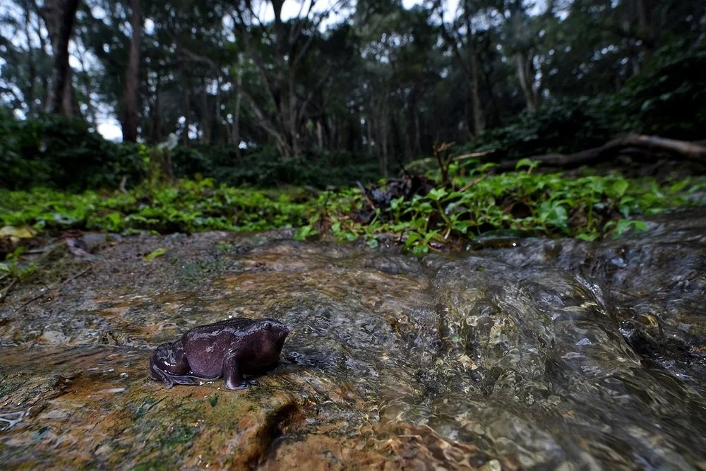 The Rare Purple Pig-Nosed Frog: A Unique Discovery in Biodiversity