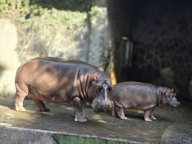 Unique Animal Names at Saigon Zoo: The Story of 'Cong Thi Tai No'