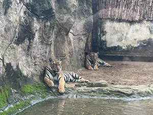 Unique Animal Names at Saigon Zoo: The Story of 'Cong Thi Tai No' - image 3