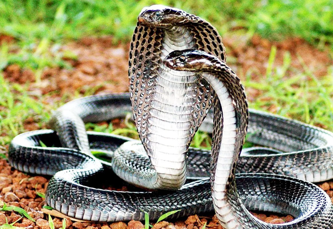 Epic Wildlife Battle: Hikers Witness Intense Struggle in the Deep Woods