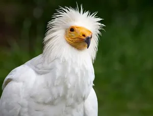 Miraculous Discovery: Rare Bird Sighted After 155 Years - image 3