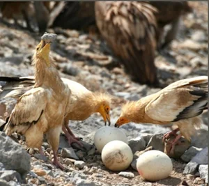 Miraculous Discovery: Rare Bird Sighted After 155 Years - image 0