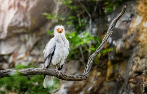 Miraculous Discovery: Rare Bird Sighted After 155 Years - image 4