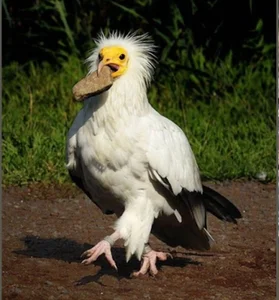 Miraculous Discovery: Rare Bird Sighted After 155 Years - image 2