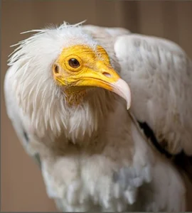 Miraculous Discovery: Rare Bird Sighted After 155 Years - image 6