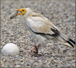Miraculous Discovery: Rare Bird Sighted After 155 Years - image 5