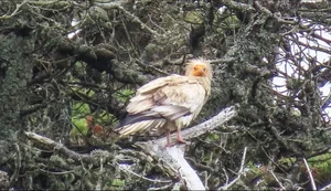 Miraculous Discovery: Rare Bird Sighted After 155 Years - image 7