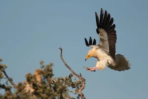 Miraculous Discovery: Rare Bird Sighted After 155 Years - image 1