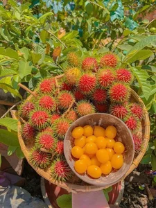 Why Everyone Is Buying This Unique Wild Yellow-Fleshed Rambutan Fruit - image 6
