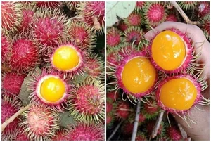 Why Everyone Is Buying This Unique Wild Yellow-Fleshed Rambutan Fruit - image 1