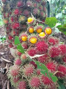 Why Everyone Is Buying This Unique Wild Yellow-Fleshed Rambutan Fruit - image 8