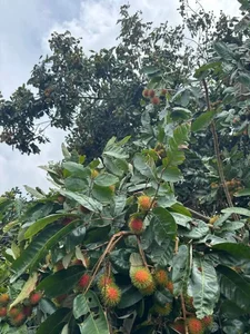 Why Everyone Is Buying This Unique Wild Yellow-Fleshed Rambutan Fruit - image 9