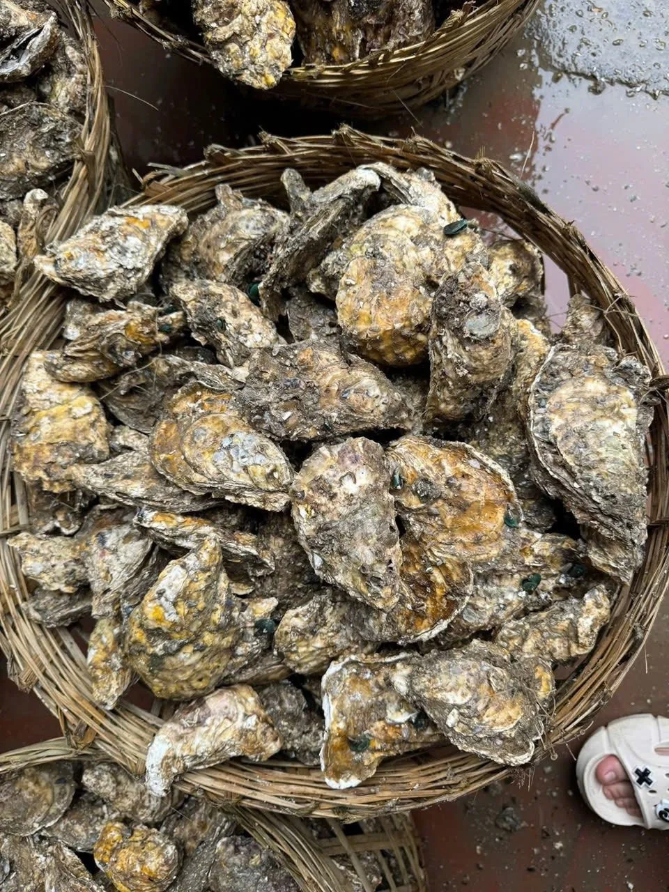 Cheap Chinese Golden Oysters Flood Vietnamese Seafood Markets