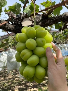 Exotic Fruits Once Considered Luxury Now Affordable in Local Markets - image 2