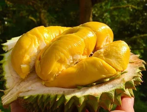 Exotic Fruits Once Considered Luxury Now Affordable in Local Markets - image 4