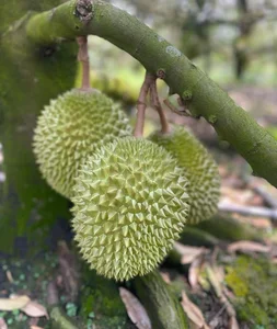 Exotic Fruits Once Considered Luxury Now Affordable in Local Markets - image 1