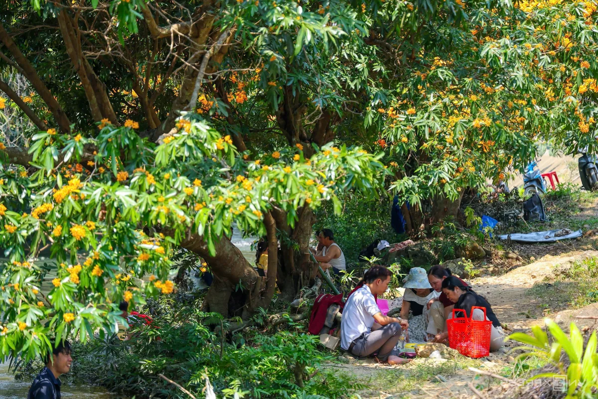 Discover the Radiant Beauty of Ta Ma Stream's Saraca Dives Flowers in Binh Dinh