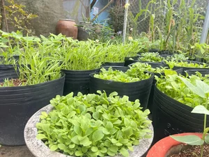 Bỏ phố về quê: Bí quyết thu nhập tiền tỷ từ mô hình nông nghiệp của đôi vợ chồng trẻ - image 8