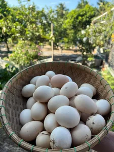 Bỏ phố về quê: Bí quyết thu nhập tiền tỷ từ mô hình nông nghiệp của đôi vợ chồng trẻ - image 4
