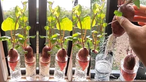 4 Kitchen Roots to Grow into Beautiful Houseplants - image 6