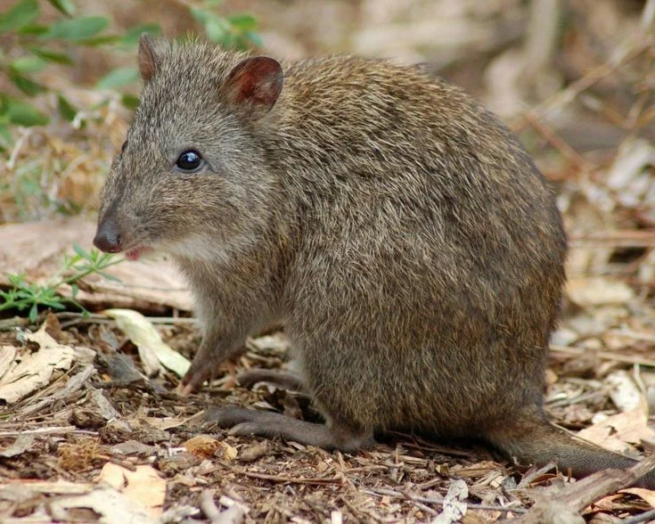 Discover the Potoroo: Australia's Ancient, Mysterious Marsupial & Ecosystem Engineer