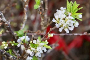 Wild Plums Flood the Streets: Early Tet Shopping Trends - image 9