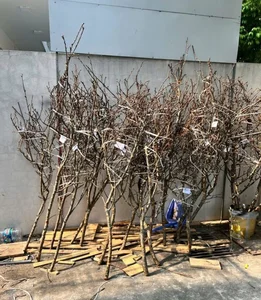 Wild Plums Flood the Streets: Early Tet Shopping Trends - image 1