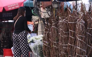 Wild Plums Flood the Streets: Early Tet Shopping Trends - image 5