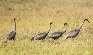 Tram Chim National Park: The Sanctuary of the Endangered Sarus Crane - image 1