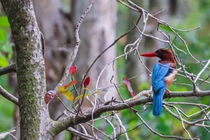 Tram Chim National Park: The Sanctuary of the Endangered Sarus Crane - image 4
