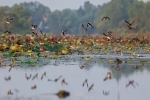 Tram Chim National Park: The Sanctuary of the Endangered Sarus Crane - image 6