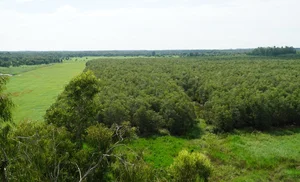 Tram Chim National Park: The Sanctuary of the Endangered Sarus Crane - image 5