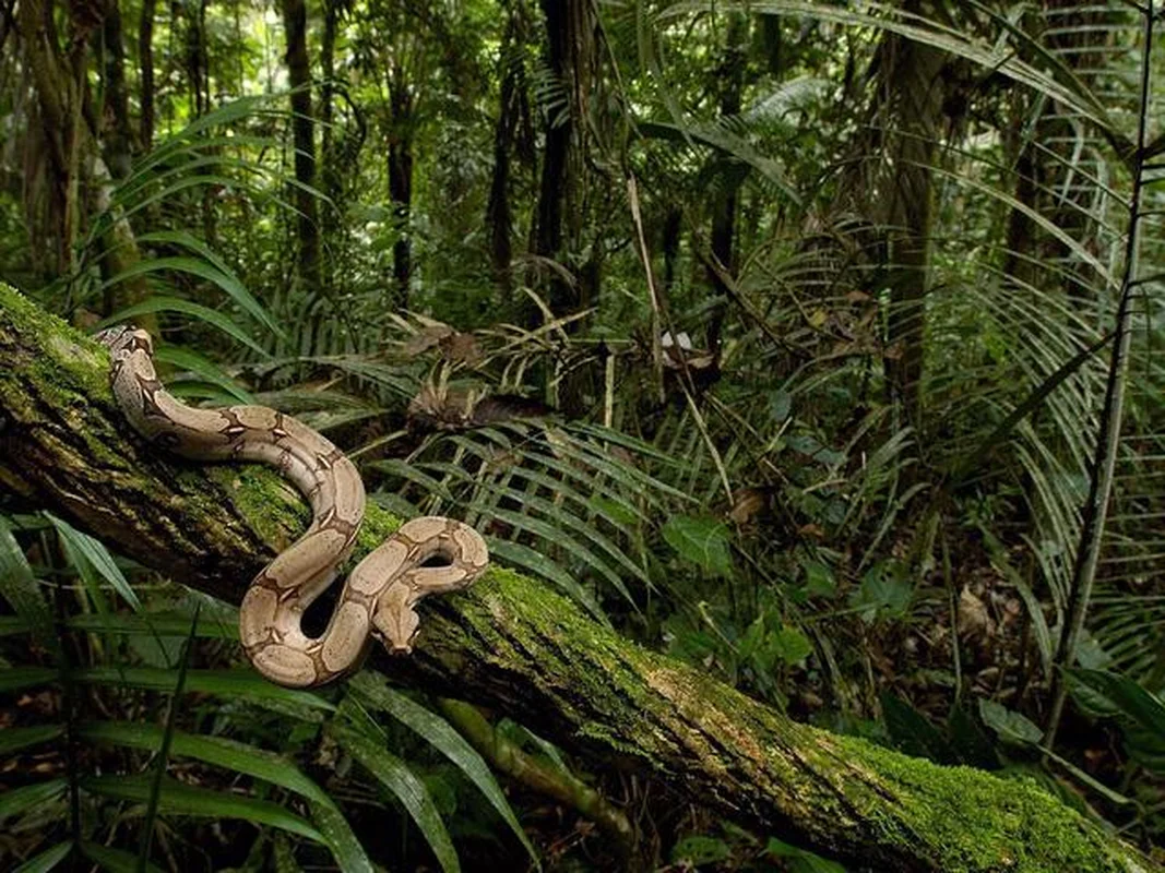 Phát hiện loài trăn 'quái vật' Anaconda xanh phương Bắc: Khám phá mới chấn động giới khoa học