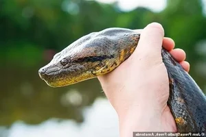Phát hiện loài trăn 'quái vật' Anaconda xanh phương Bắc: Khám phá mới chấn động giới khoa học - image 5