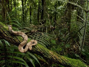 Phát hiện loài trăn 'quái vật' Anaconda xanh phương Bắc: Khám phá mới chấn động giới khoa học - image 0