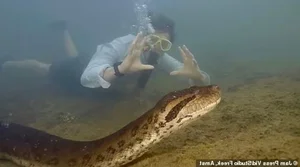 Phát hiện loài trăn 'quái vật' Anaconda xanh phương Bắc: Khám phá mới chấn động giới khoa học - image 4