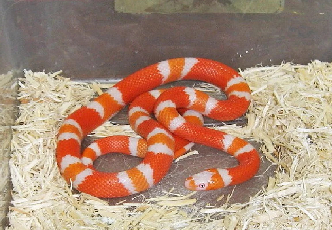 Top 4 Beautiful Non-Venomous Snakes to Keep as Pets for the Year of the Snake