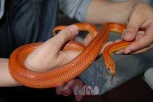 Top 4 Beautiful Non-Venomous Snakes to Keep as Pets for the Year of the Snake - image 9