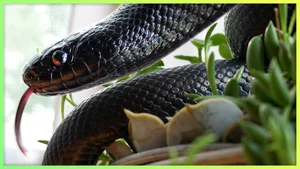 Top 4 Beautiful Non-Venomous Snakes to Keep as Pets for the Year of the Snake - image 8