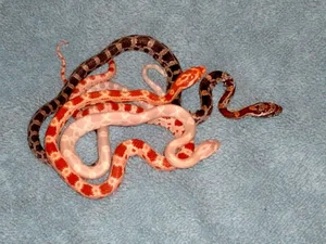 Top 4 Beautiful Non-Venomous Snakes to Keep as Pets for the Year of the Snake - image 5