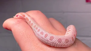 Top 4 Beautiful Non-Venomous Snakes to Keep as Pets for the Year of the Snake - image 2