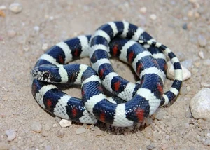 Top 4 Beautiful Non-Venomous Snakes to Keep as Pets for the Year of the Snake - image 0