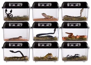 Top 4 Beautiful Non-Venomous Snakes to Keep as Pets for the Year of the Snake - image 3