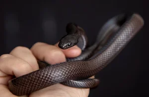 Top 4 Beautiful Non-Venomous Snakes to Keep as Pets for the Year of the Snake - image 1