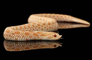 Top 4 Beautiful Non-Venomous Snakes to Keep as Pets for the Year of the Snake - image 6