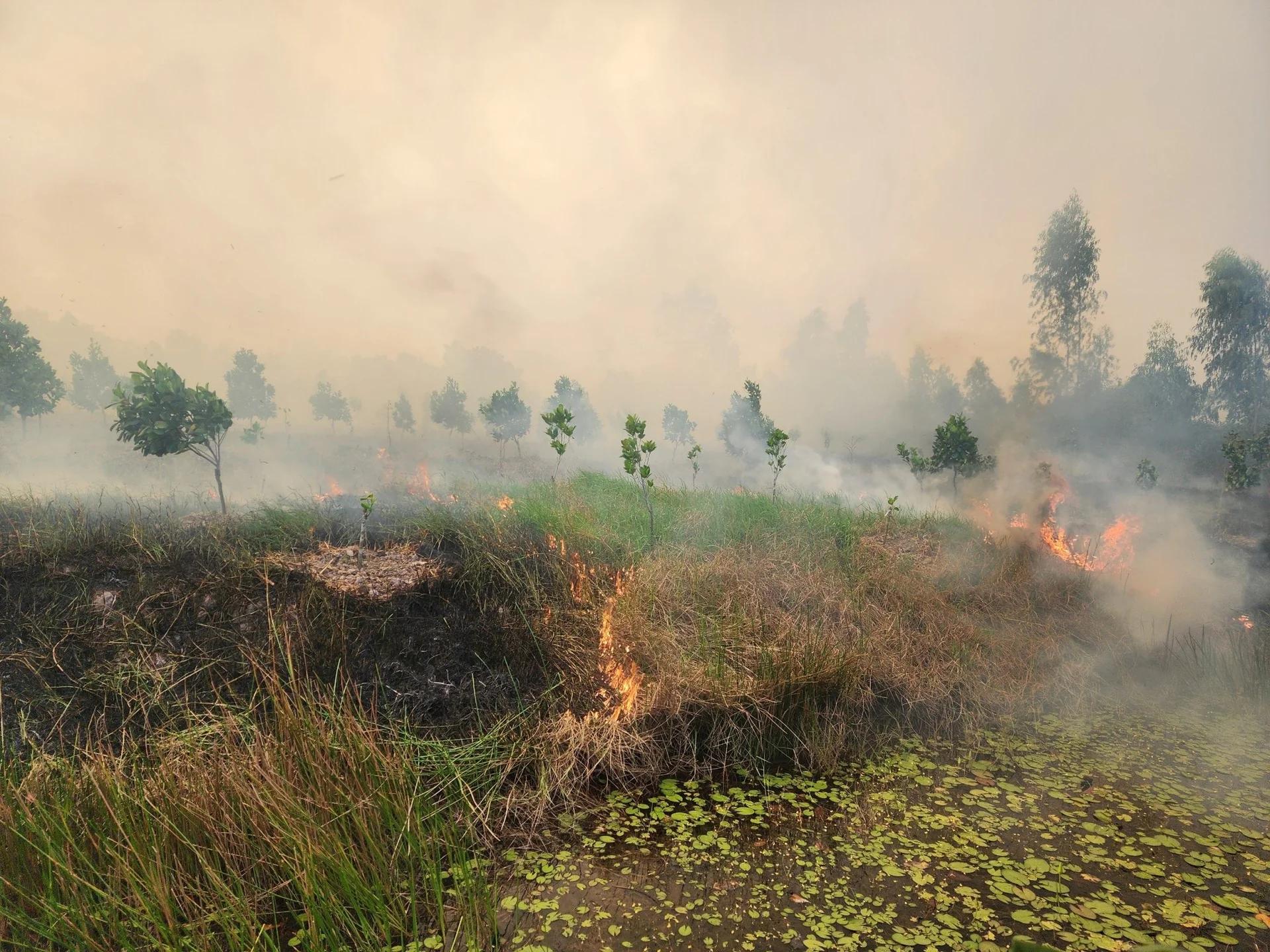 Emergency Response: 200 Personnel Battle Fire at Tram Chim National Park