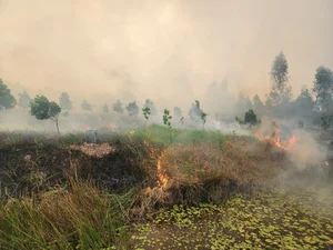 Emergency Response: 200 Personnel Battle Fire at Tram Chim National Park - image 0