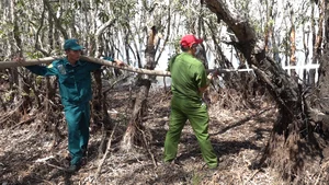 Emergency Response: 200 Personnel Battle Fire at Tram Chim National Park - image 2