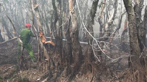 Emergency Response: 200 Personnel Battle Fire at Tram Chim National Park - image 1